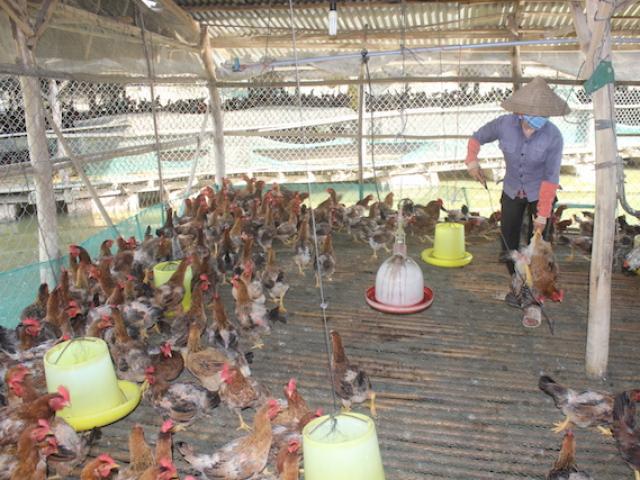 Thị trường - Tiêu dùng - Đã bắt đầu "nếm trái đắng" từ việc bỏ heo đổ xô sang nuôi gà?