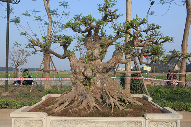 Nhiều cây sung dáng kỳ quái, giá bạc tỷ xuất hiện ở Hà Nội - 1