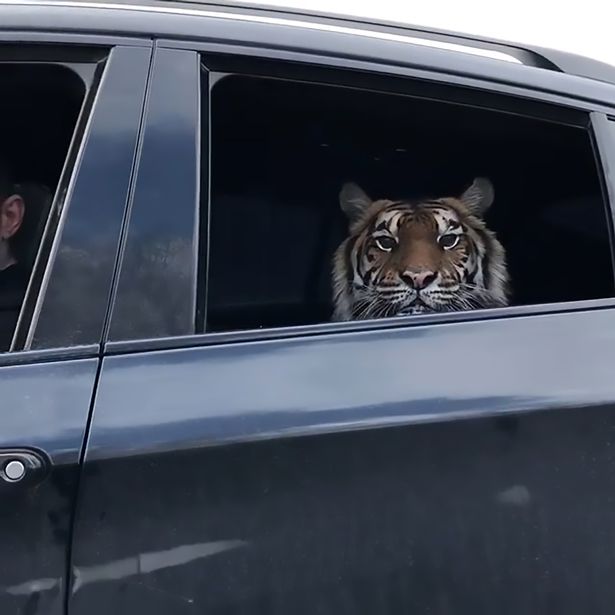 Video: Mở cửa sổ xe hơi, lộ ra con hổ khổng lồ ở ghế sau - 1