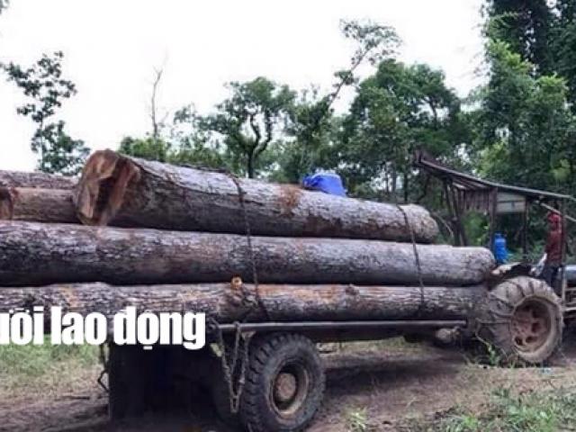 Pháp luật - Quyền cục trưởng Kiểm lâm lên tiếng về vụ bắt trùm gỗ lậu Phượng "râu"