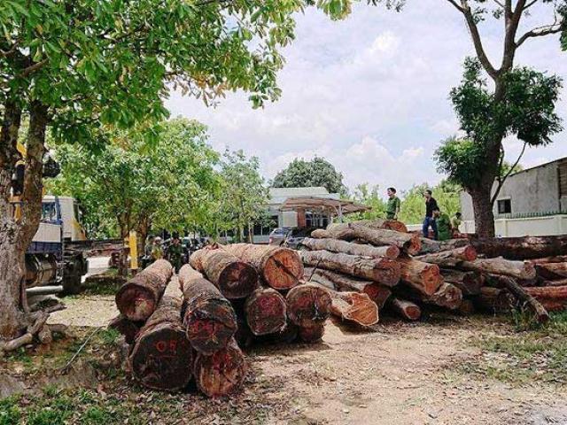 Pháp luật - Vụ gỗ lậu Đắk Nông: Bắt cánh tay phải của ông trùm Phượng 'râu'