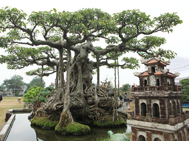 Tin tức trong ngày - Đại gia Hà Nội đổi 10 cây vàng lấy sanh cổ gây “chấn động” một thời