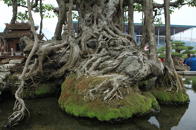 Đại gia Hà Nội đổi 10 cây vàng lấy sanh cổ gây “chấn động” một thời - 7