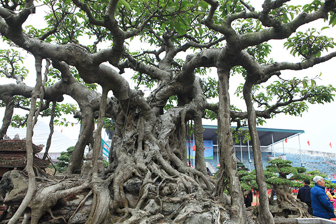 Đại gia Hà Nội đổi 10 cây vàng lấy sanh cổ gây “chấn động” một thời - 9