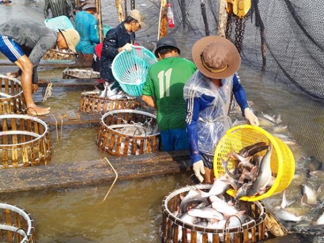 Thị trường - Tiêu dùng - Bẫy thị trường và nguy cơ vỡ trận cá tra
