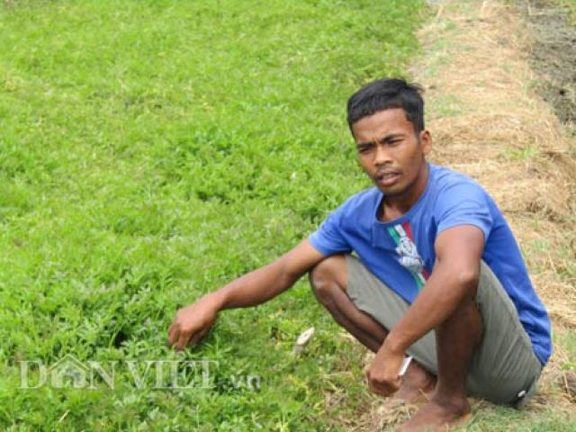 Thị trường - Tiêu dùng - Trồng 9 mương rau cần tây, cứ 40 ngày lại thu 40 triệu