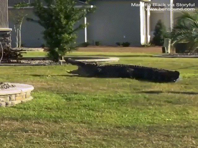 Media - Kinh hãi cá sấu khổng lồ đột nhập nhà dân