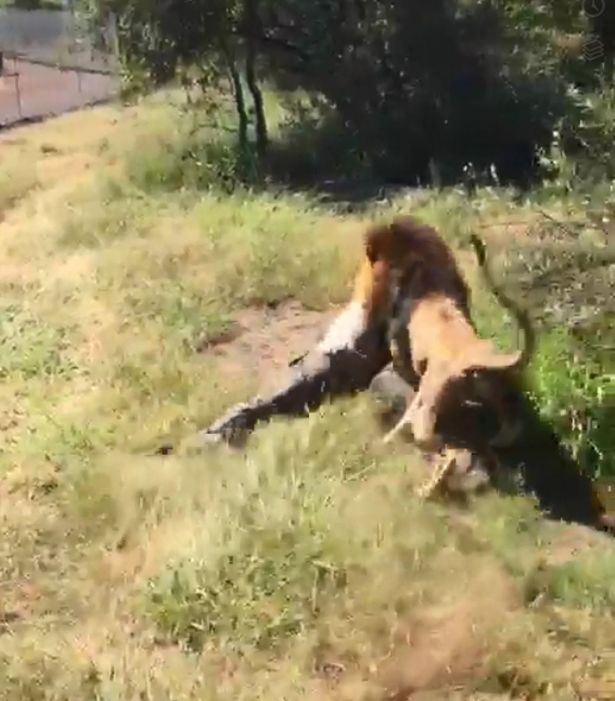 Nam Phi: Sư tử khát máu tấn công chủ sở thú, kéo lê kinh hoàng - 1
