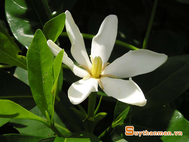 Bệnh thận đa nang - con đường “siêu tốc” tới suy thận - 2