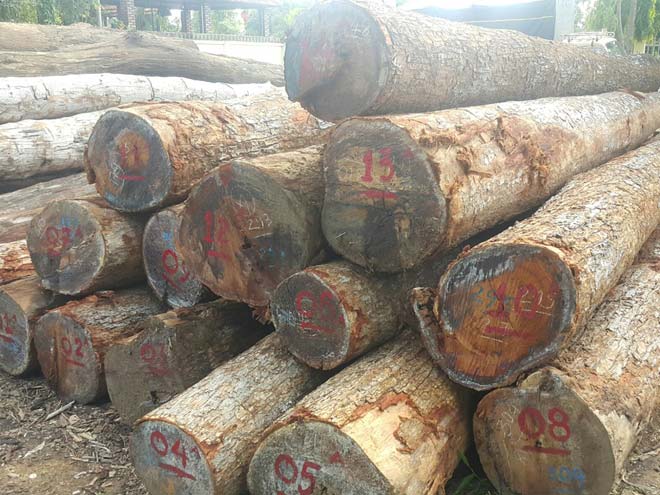 Vụ "trùm" gỗ Phượng “râu”: Đình chỉ công tác 4 cán bộ đồn Biên phòng - 2