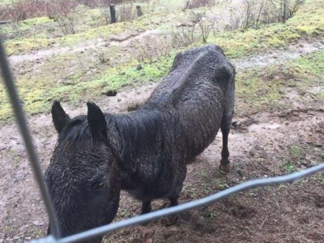 Phi thường - kỳ quặc - Mỹ: Chú ngựa kiện chủ cũ đòi 100.000 USD