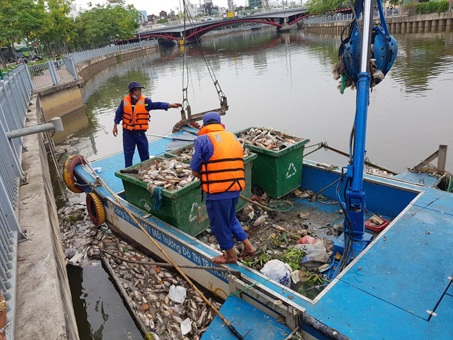 Cá chết đặc kênh ở Sài Gòn sau một trận mưa - 1