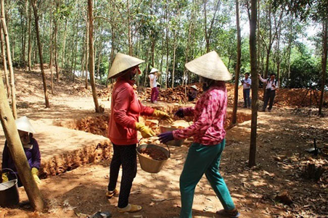 Phát hiện tháp Chăm 1.000 năm nằm “bí ẩn” dưới rừng keo - 6
