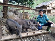 Thị trường - Tiêu dùng - Thả rông lợn rừng trong thung lũng, tốn ít thức ăn, bán đắt hàng