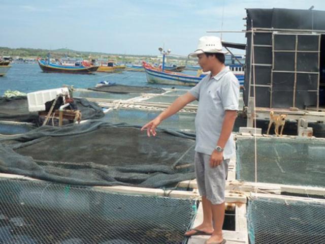 Thị trường - Tiêu dùng - Nuôi "thần dược" của quý ông, chỉ cần ăn rong mà dễ kiếm tiền triệu