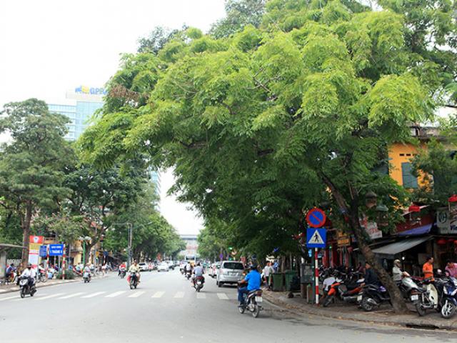 Hà Nội di dời hàng sưa đỏ quý hiếm để làm Metro