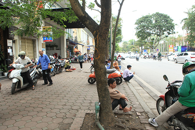 Hà Nội di dời hàng sưa đỏ quý hiếm để làm Metro - 4