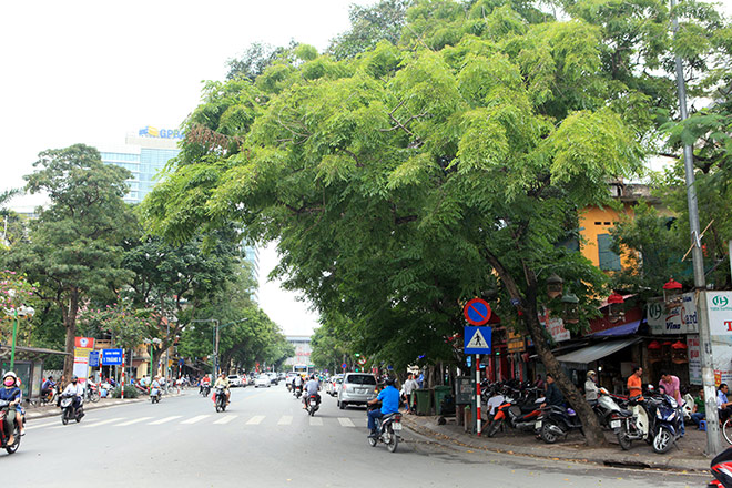 Hà Nội di dời hàng sưa đỏ quý hiếm để làm Metro - 1