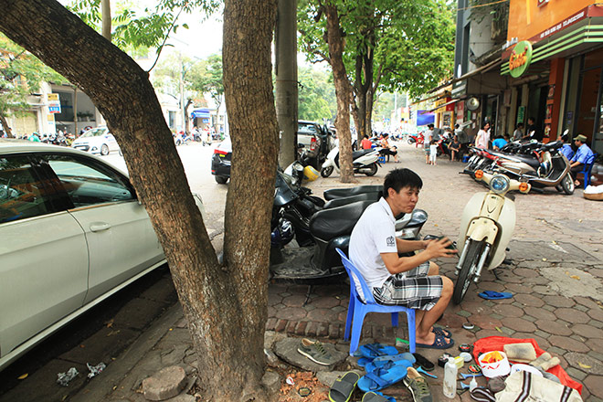 Hà Nội di dời hàng sưa đỏ quý hiếm để làm Metro - 7