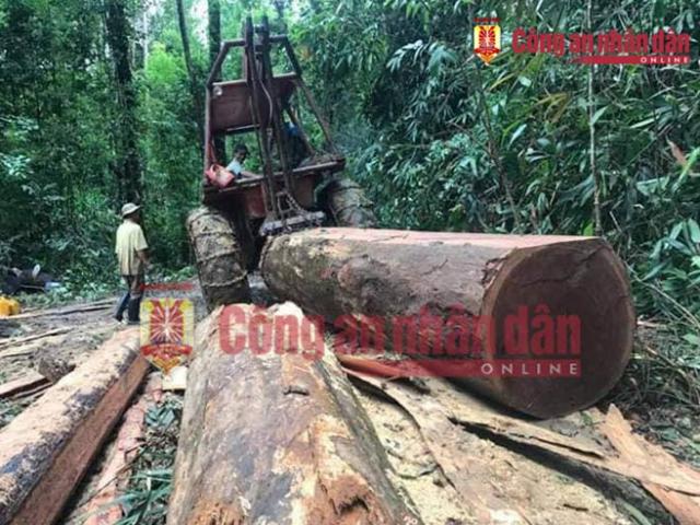 Pháp luật - Vén màn bí mật về hoạt động buôn lậu gỗ của ông trùm Phượng "râu"