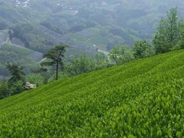 Thị trường - Tiêu dùng - Mở bán trà "cố đô" giá hàng chục triệu đồng/kg tại Nhật Bản