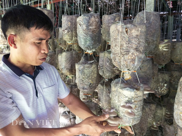 CLIP: Chiêm ngưỡng siêu trang trại nấm doanh thu 2 tỷ ở Ninh Bình - 1