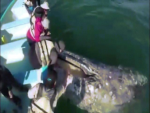 Phi thường - kỳ quặc - Cá voi 15m bơi sát thuyền, du khách thoải mái vuốt ve