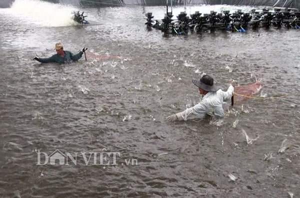 Giá tôm thẻ giảm sâu nhất 3 năm, nông dân hoang mang, mất hết lãi - 1