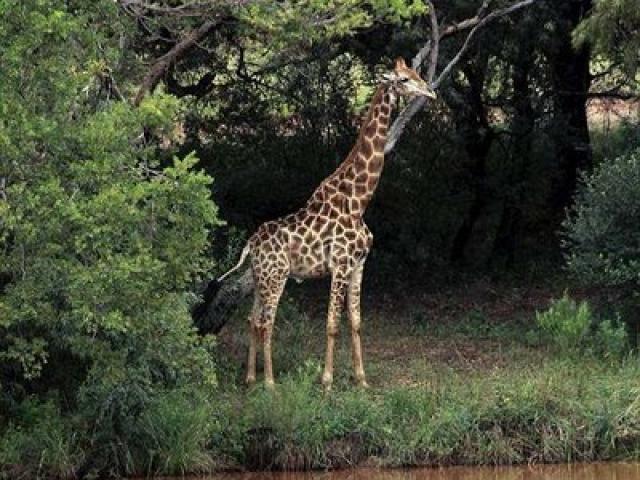 Phi thường - kỳ quặc - Hươu cao cổ hất tung người đàn ông lên trời 5 mét tử vong