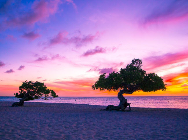 Eagle Beach, Aruba: Bãi biển này nổi tiếng với những cây divi divi đặc trưng của đảo quốc Aruba. Nơi đây cũng có cát mịn và nước lặng để du khách bơi thư giãn.