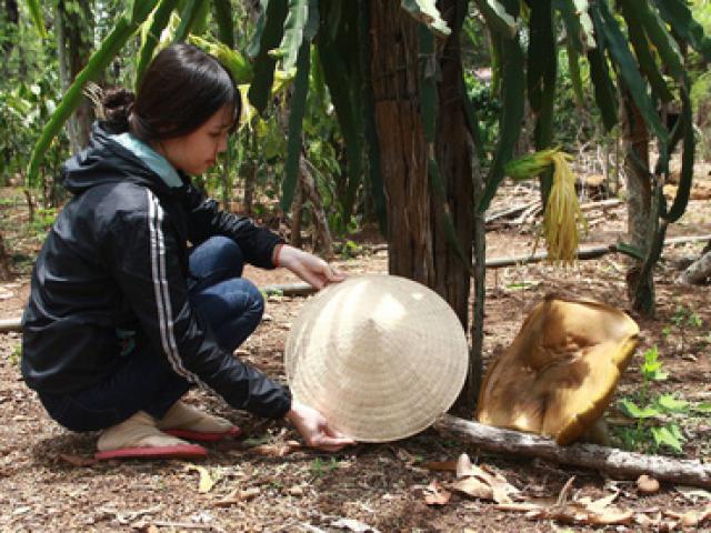 Tin tức trong ngày - Cây nấm lạ sau ít giờ xuất hiện đã phát triển thành nấm khổng lồ