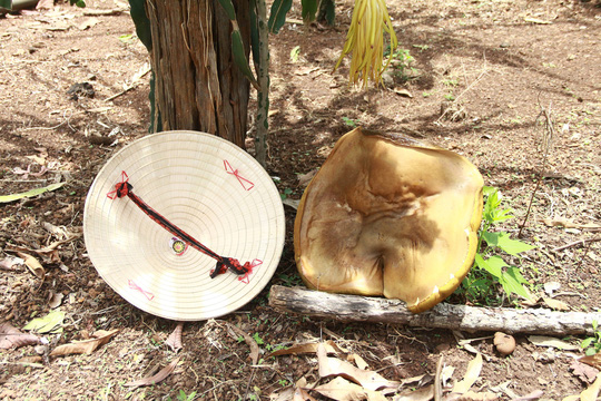 Cây nấm lạ sau ít giờ xuất hiện đã phát triển thành nấm khổng lồ - 2