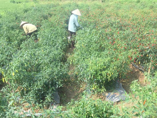 Ớt chín đỏ đồng, nông dân bỏ không hái vì giá tụt còn 5.000 đ/kg - 2