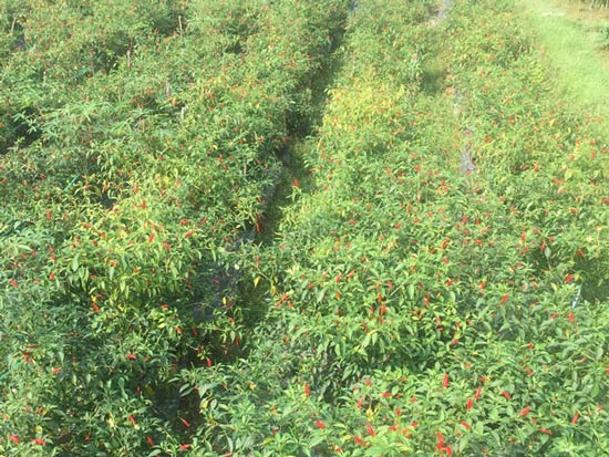 Ớt chín đỏ đồng, nông dân bỏ không hái vì giá tụt còn 5.000 đ/kg - 4