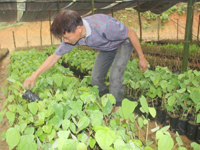 Thị trường - Tiêu dùng - "Thuần hóa" rau bò khai rừng thành rau nhà, ngồi đếm ngọn thu tiền