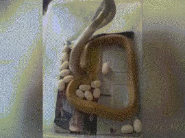 Thế giới - Video hiếm quay cảnh hổ mang chúa đẻ 23 quả trứng