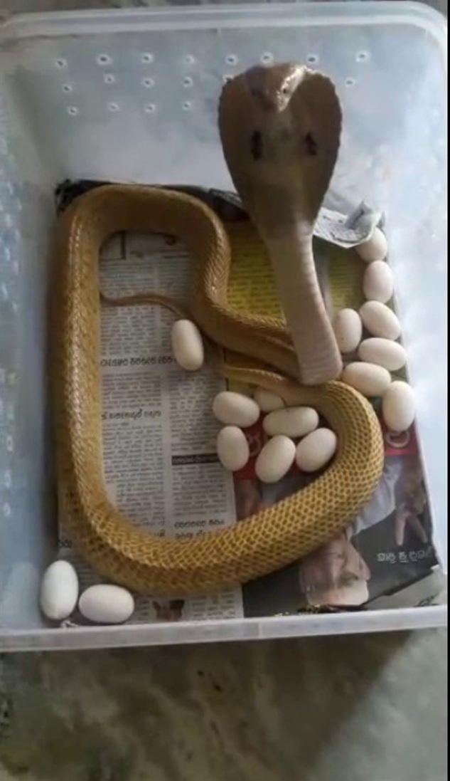 Video hiếm quay cảnh hổ mang chúa đẻ 23 quả trứng - 1