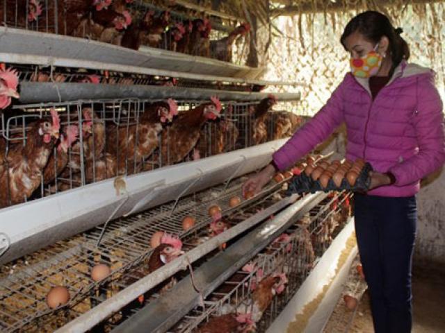 Thị trường - Tiêu dùng - Nuôi gà siêu trứng kiểu "ấm đông, mát hè" kiếm trăm triệu mỗi năm