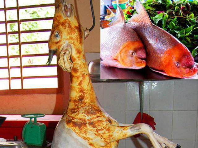 Tin tức trong ngày - Thú ăn chơi hủy hoại môi trường: Ăn tới... tuyệt chủng!