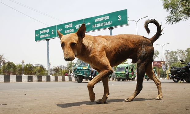 Chó hoang “nổi loạn”, giết 6 trẻ em Ấn Độ - 1