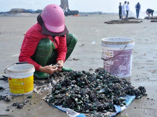 Thị trường - Tiêu dùng - Nhặt đặc sản vẹm xanh trên biển, ngư dân thu tiền triệu mỗi giờ