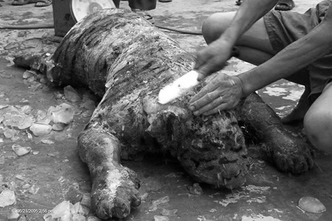 Thú ăn chơi hủy hoại môi trường: Ăn tới... tuyệt chủng! - 2