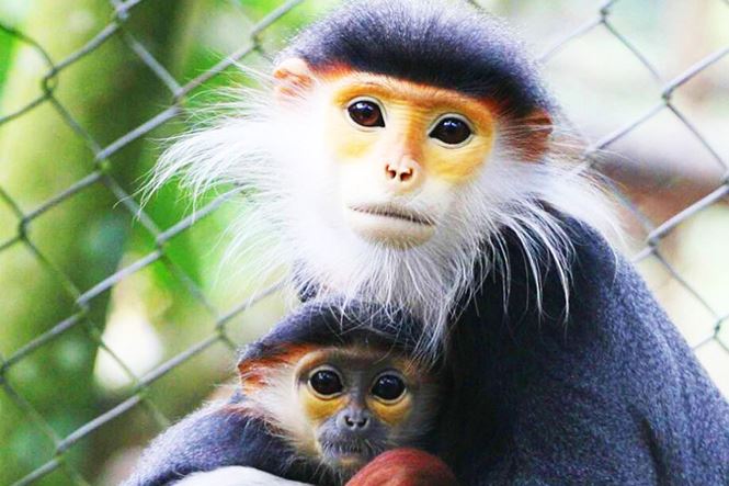 Thú ăn chơi hủy hoại môi trường: Muôn loài oán giận - 2