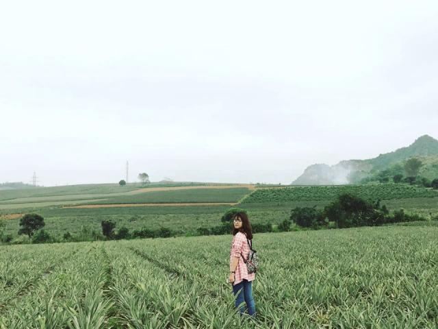 Du lịch - Sống ảo trên cánh đồng dứa xanh mướt mắt tại Cố đô Hoa Lư