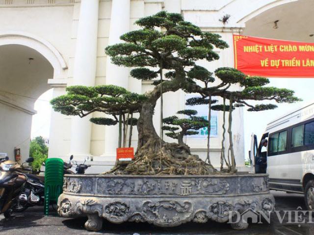Siêu cây dáng ”Long cổ đại” 15 tỷ không bán của đại gia Hải Dương