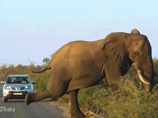 Media - Voi khổng lồ "tập thể dục" trên đường gây ách tắc giao thông