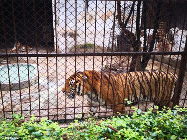 Hổ dữ vồ chết nhân viên vườn thú ở Trung Quốc - 1