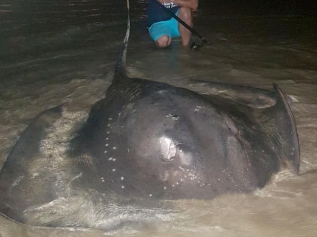 Thế giới - Dạy con câu cá, bất ngờ bắt được cá đuối khổng lồ lớn nhất Nam Phi