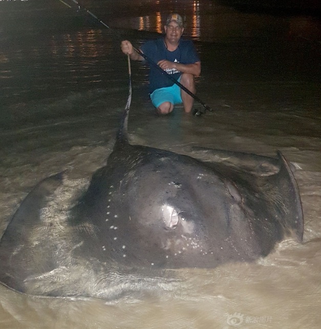 Dạy con câu cá, bất ngờ bắt được cá đuối khổng lồ lớn nhất Nam Phi - 2
