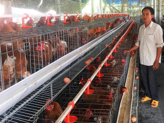 Thị trường - Tiêu dùng - Cho gà siêu trứng nghe nhạc trữ tình, thu nhập 1,5 tỷ đồng/năm